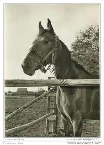 Pferd auf der Koppel - Erka-Foto