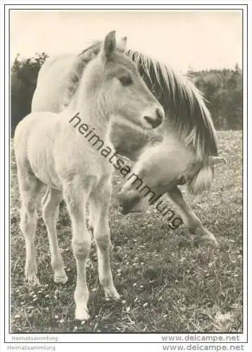 Pferde - Fohlen - Foto-AK