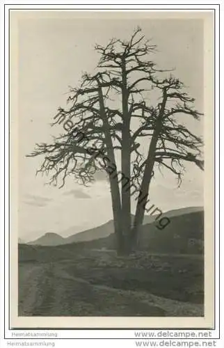 Berga - Pino de los ""Tres Vranques"" - Foto-AK - Rückseite beschrieben 1949