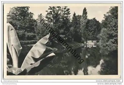 Greifenberg - Gryfice - Karpfenteich - Foto-AK