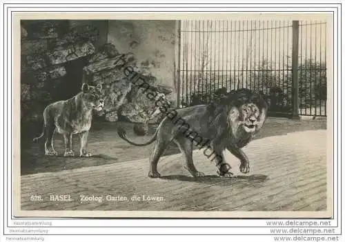 Basel - Zoologischer Garten - die Löwen - Künstlerkarte