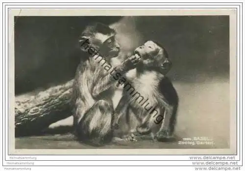 Basel - Zoologischer Garten - Affen - Foto-AK