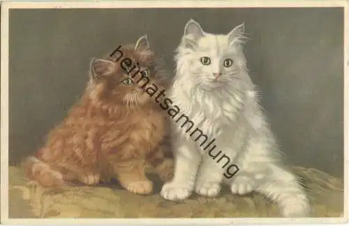 Zwei Perserkatzen
