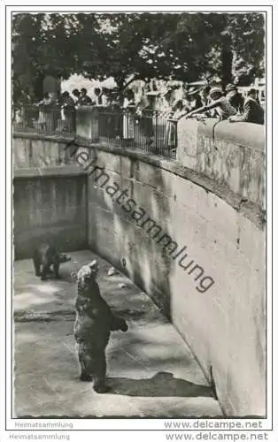 Bern - Bärengraben - Foto-AK 1956