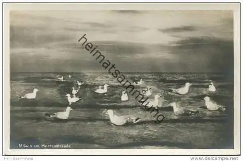 Juist - Möwen am Meeresstrande - Foto-AK 20er Jahre - Verlag Julius Simonsen Oldenburg