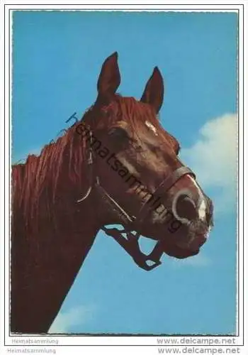 Pferd - AK Grossformat