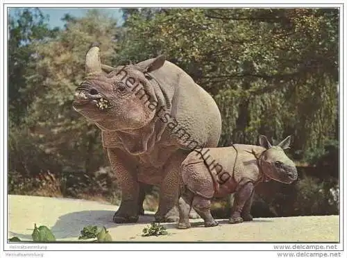 Berlin - Zoologischen Garten - Indisches Panzernashorn - Foto-AK Grossformat