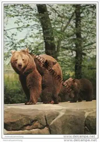 Berlin - Zoologischen Garten - Braunbär mit Jungen - Foto-AK Grossformat