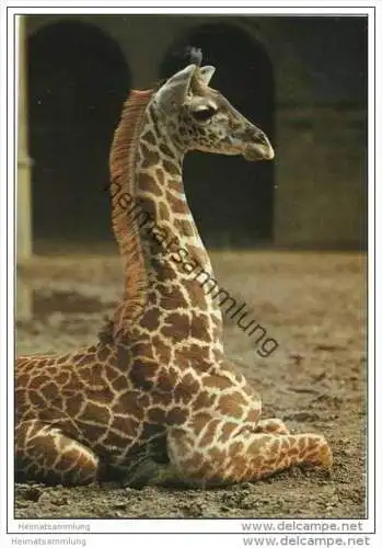 Berlin - Zoologischen Garten - Junge Massai-Giraffe - Foto-AK Grossformat