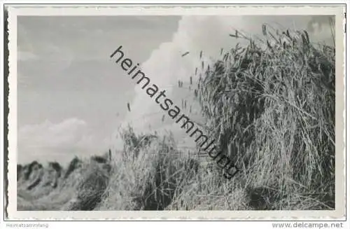 Belzig - Getreide-Garben im Fläming - Foto-AK