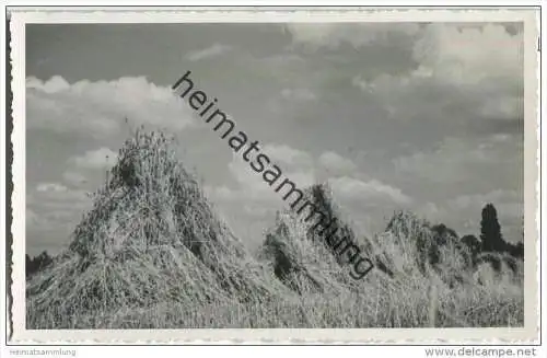 Belzig - Getreide-Garben im Fläming - Foto-AK