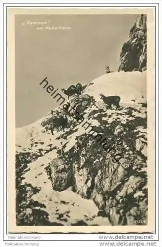 Gemsen am Nebelhorn - Foto-AK