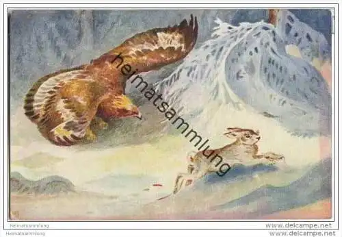 Jagd - Hase - Raubvogel