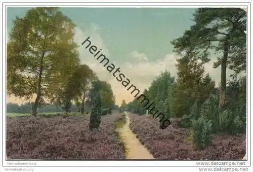 Waldweg bei Wilsede - Bispingen - Lüneburger Heide