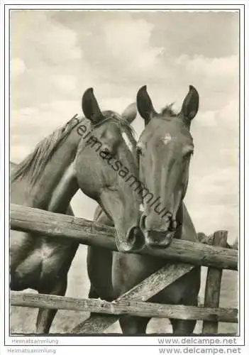 Pferde - Foto-AK Grossformat