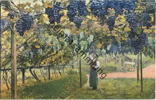 Weingarten bei Bozen - Verlag Joh. F. Amonn Bozen