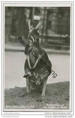 Berlin - Riesen Känguru mit Jungem im Beutel - Foto-AK ca. 1935