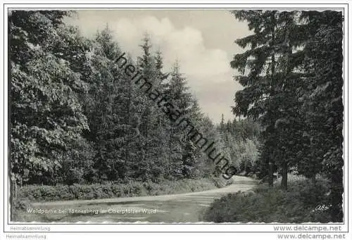 92723 Tännesberg - Waldpartie - Foto-AK