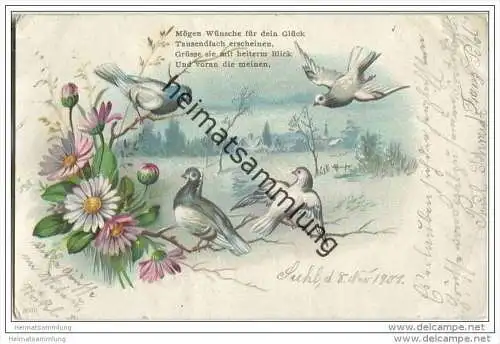 Blumen - Gänseblümchen - Tauben