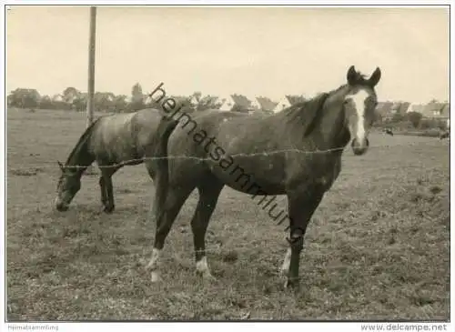 Pferde - Foto Postkartengrösse ohne AK Einteilung