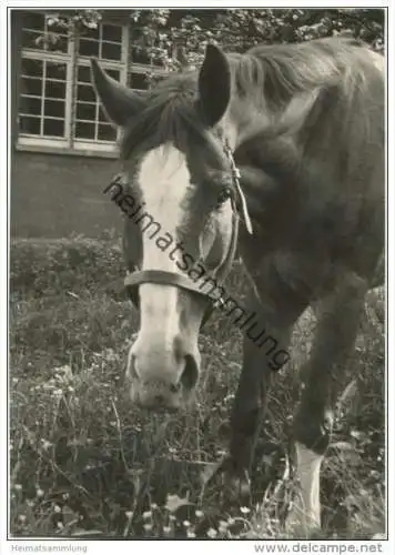 Pferd - Foto Postkartengrösse ohne AK Einteilung