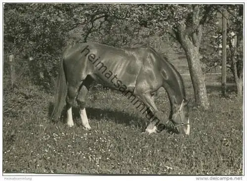 Pferd - Foto Postkartengrösse ohne AK Einteilung