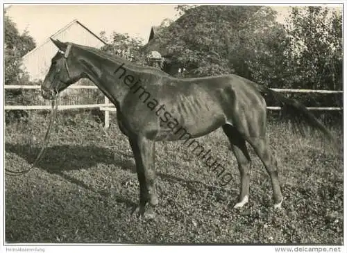 Pferd - Foto Postkartengrösse ohne AK Einteilung