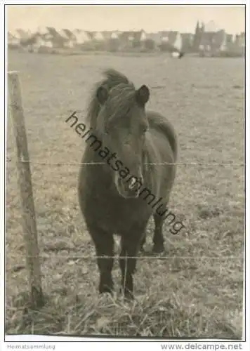 Pferd - Foto Postkartengrösse ohne AK Einteilung