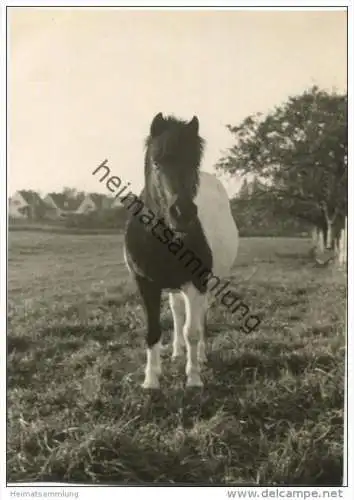 Pferd - Foto Postkartengrösse ohne AK Einteilung