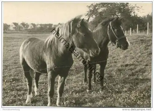 Pferde - Foto Postkartengrösse ohne AK Einteilung