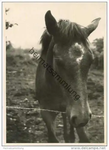 Pferd - Foto Postkartengrösse ohne AK Einteilung