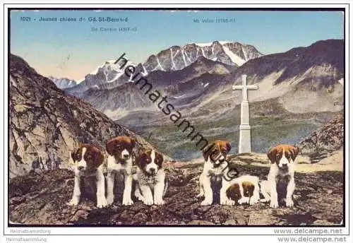 Junge Bernhardiner Hunde