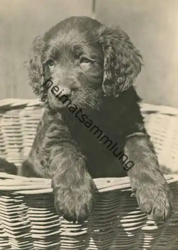 Hund - Welpe - Foto-AK Grossformat - Verlag VEB Bild und Heimat Reichenbach gel. 1965