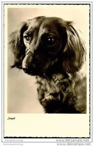 Dachshund - Dackel Seppl - Foto-AK 50er Jahre