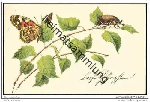 Pfingsten - Schmetterling - Maikäfer - Raupe