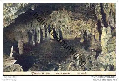 Rübeland - Hermannshöhle - Der Wald