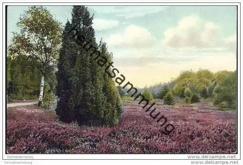 Lüneburger Heide - Motiv bei Rehlingen (Amelinghausen)