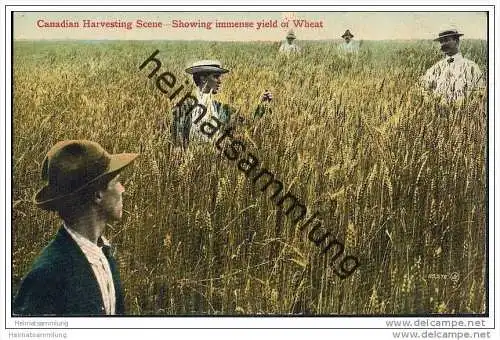 Canadian Harvesting - Field of Wheat