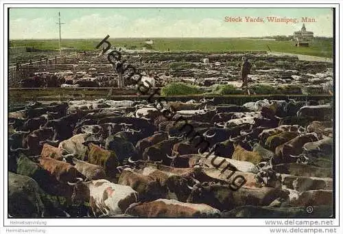 Winnipeg - Stock Yards - Rinder