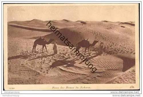 Dans les Dunes du Sahara