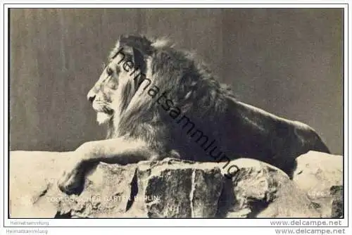 Berlin Zoologischer Garten - Löwe - Foto-AK 1917
