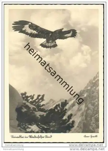 Werdenfelser Land - Steinadler - Foto-AK Grossformat