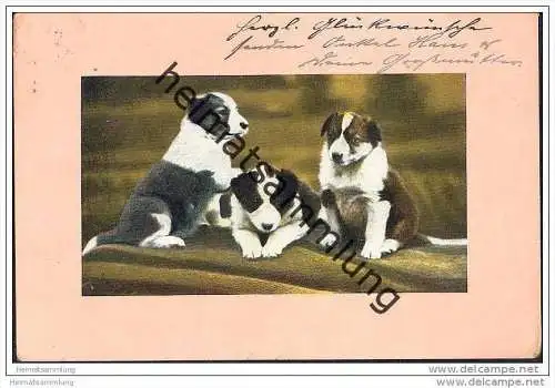 Drei junge Hunde - Welpen