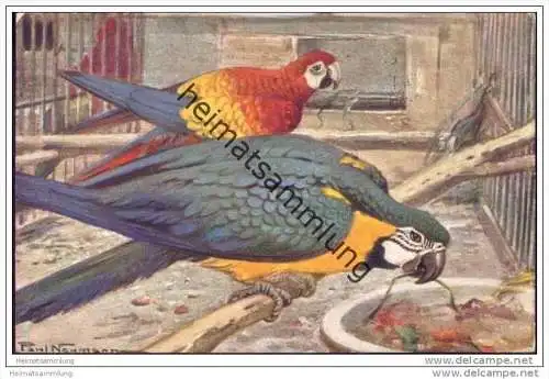 Berlin - Zoologischer Garten - Roter und gelber Ara - Papagei - Künstlerkarte signiert Paul Naumann