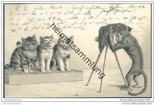 Katzen fotografiert von einem Affen - Prägedruck
