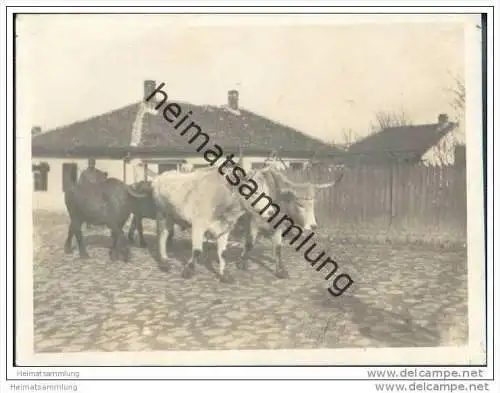 Semendria (Smederevo) - Stiere - Foto-AK ca. 1915