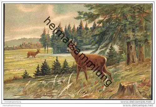 Jagd - Hirsch im Wald