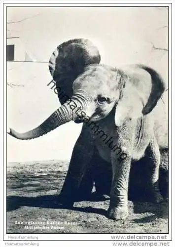 Basel - Zoologischer Garten - Afrikanischer Elefant - Foto-AK Grossformat