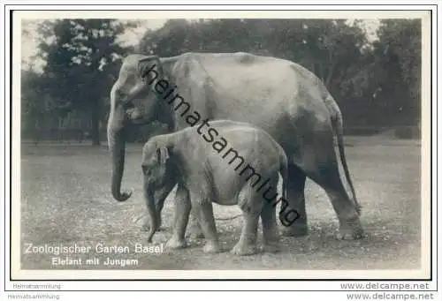 Basel - Zoologischer Garten - Elefant mit Jungem - Foto-AK