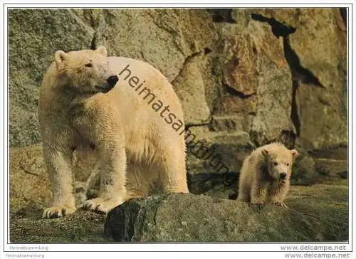 Berlin - Zoologischen Garten - Eisbärin mit Kind - Foto-AK Grossformat